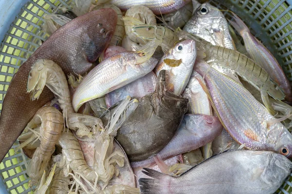 Meer frische Garnelen und Fisch auf dem Straßenmarkt in Thailand. Meeresfrüchte-Konzept. — Stockfoto