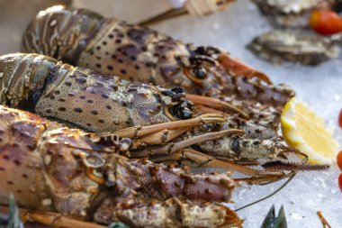 Tayland sokak pazarında deniz taze ıstakoz. Deniz ürünleri konsepti. Yemek pişirmek için ham ıstakoz, çekim