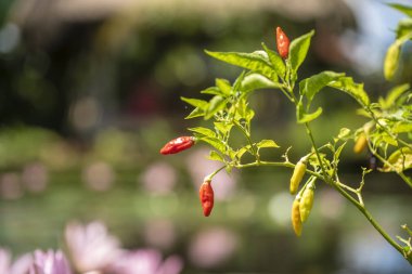 Bahçe Çiftliği tarım kırmızı biber biber, biber cins Capsicum gelen bitkiler meyvedir. Sabah, Endonezya bulanık arka planda Bahçe çiftlik tarım organik kırmızı biber meyve