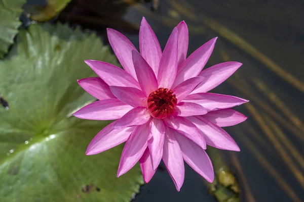 Beautiful pink lotus, water plant in a pond in the tropical garden. Island Bali, Indonesia — Stock Photo, Image