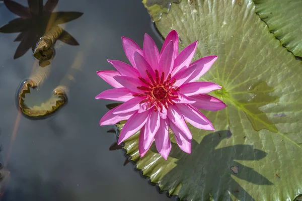 Beautiful pink lotus, water plant in a pond in the tropical garden. Island Bali, Indonesia — Stock Photo, Image