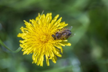 Karahindiba, taraxacum officinale. Vahşi sarı çiçek ve arı doğada, yakın plan, üst manzara. Ukrayna