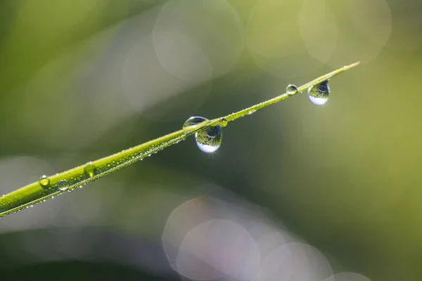 Groene rijst het gevolg van achtergrond met waterdruppels, gras stengels met waterdruppels, kruiden achtergrond in Bali, Indonesië. Close-up, macro — Stockfoto