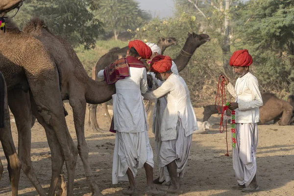 Homem indiano e camelos de rebanho durante Pushkar Camel Mela, Rajasthan, Índia — Fotografia de Stock