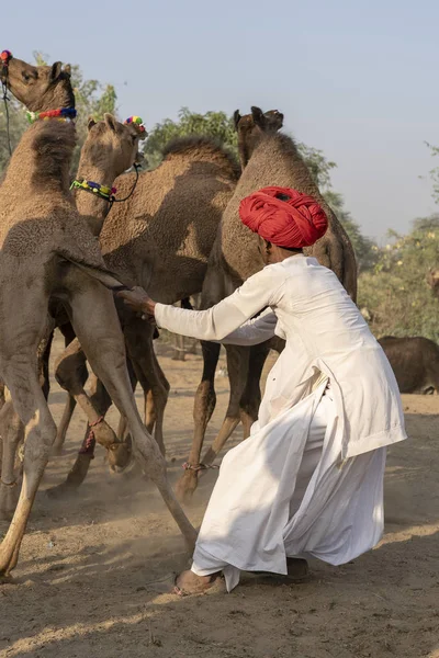 Indický muž a stádo velbloudů během Pushkar velblouda mela, Rádžasthan, Indie — Stock fotografie