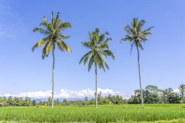 Ada Bali Ubud yakın yeşil pirinç teraslar üzerinde üç Hindistan cevizi palmiye ağaçları, Endonezya