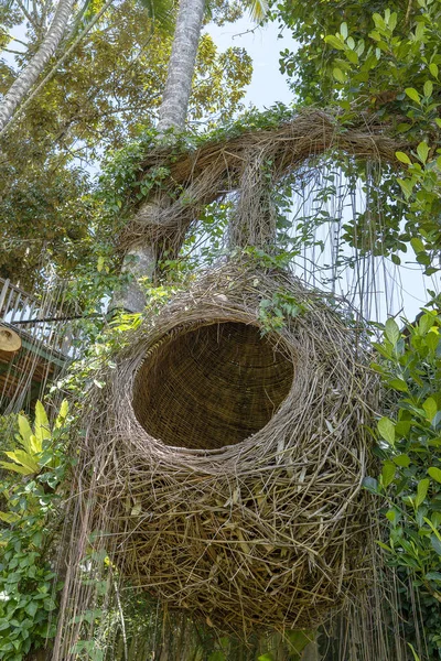 Un área de recreación de nidos de aves en la selva cerca de las terrazas de arroz en la isla Bali, Indonesia —  Fotos de Stock