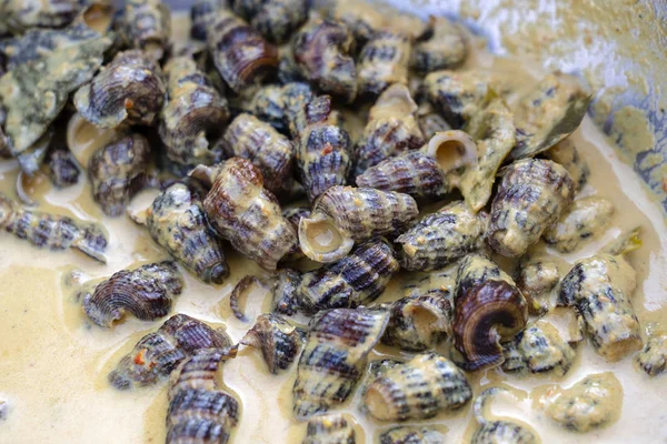 Seashells in salsa di curry per la vendita al mercato street food nell'isola di Koh Phangan, Thailandia. Cucina thailandese, primo piano — Foto Stock