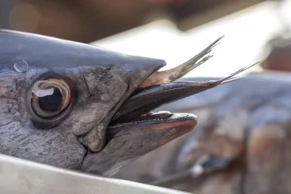 Färsk fisk för försäljning på Street Food Market i Thailand. Skaldjurs koncept. Rå havs fisk för matlagning — Stockfoto