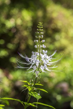 Ada Bali, Endonezya uzun beyaz dokunaçları ile Egzotik beyaz çiçek. Yakın çekim