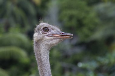 Büyük Afrika devekuşu güzel portre . Closeup, makro devekuşu kafası