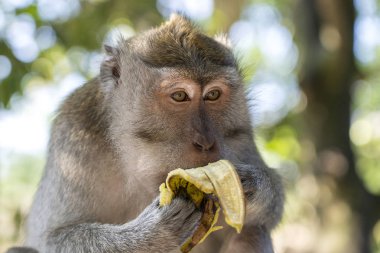 Vahşi maymun Ubud kutsal maymun ormanda muz yemek, ada Bali, Endonezya