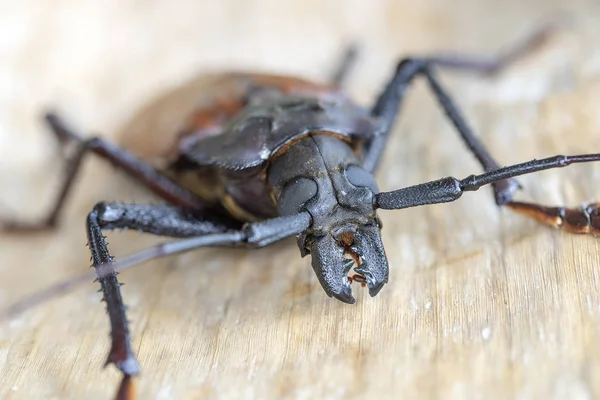 Giant Fijian longhorn beetle from island Koh Phangan, Thailand. Closeup, macro. Giant Fijian long-horned beetle, Xixuthrus heros is one of largest living insect species.Large tropical beetle species — Stock Photo, Image