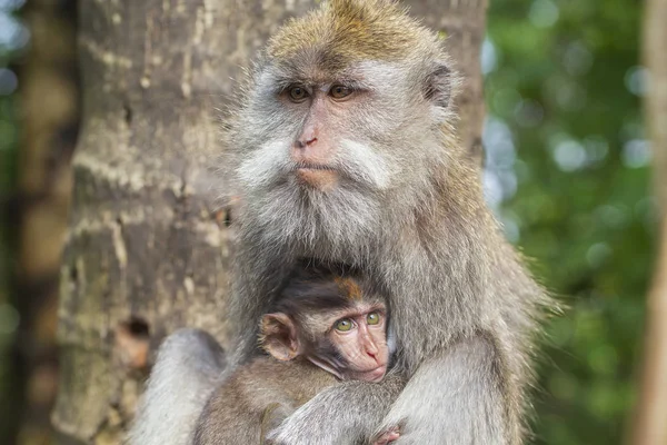 Familia de monos salvajes en el bosque sagrado de monos en Ubud, isla Bali, Indonesia —  Fotos de Stock