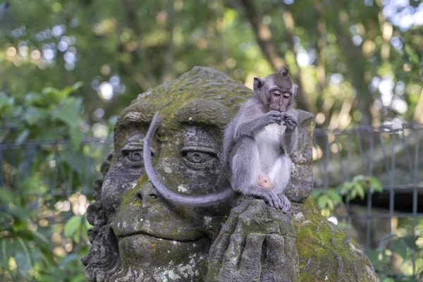 インドネシア・インドネシア・ウブド島の神聖な猿の森で猿の石像に座っている猿の肖像画。クローズ アップ — ストック写真