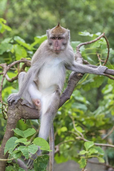 Ubud kutsal maymun ormanda Vahşi maymun aile, ada Bali, Endonezya