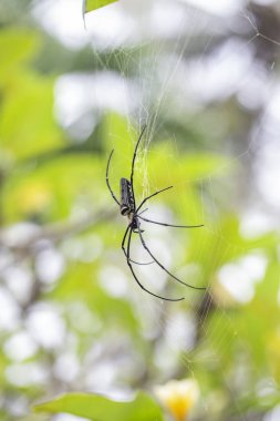 Tropikal ada Bali, Endonezya web örümcek. Yakın çekim