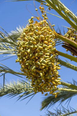 Palmiye ağacında sarı hurma meyve demet