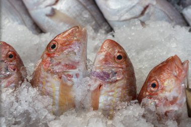 Sokak pazarında satmak için çiğ balık. Bodrum, Türkiye. Yakın çekim