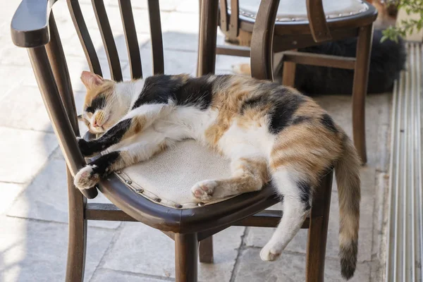 Sleeping cat on chair at street cafe in Bodrum, Turkey. Closeup