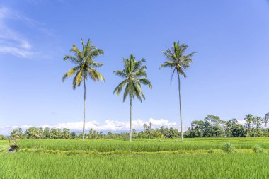Ada Bali Ubud yakın yeşil pirinç teraslar üzerinde üç Hindistan cevizi palmiye ağaçları, Endonezya