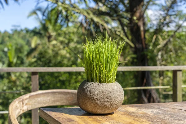 Groene rijst spruiten in een stenen bloempot op een houten tafel in een leeg café naast de tropische jungle in eiland Bali, Indonesië — Stockfoto