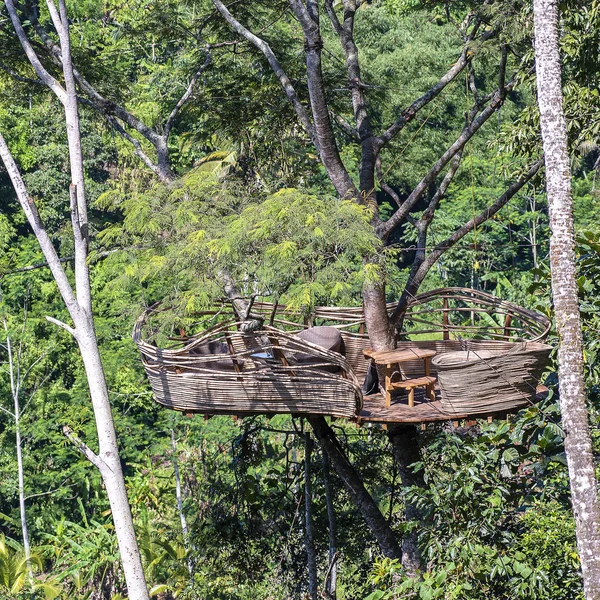 Área de recreação extrema em uma árvore tropical alta na selva perto dos terraços de arroz na ilha Bali, Indonésia — Fotografia de Stock