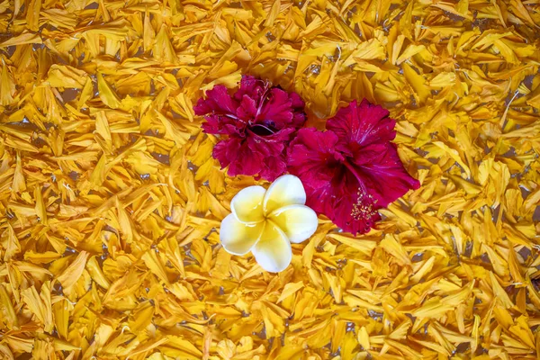 Ваза наполнена водой и украшена апельсиновыми листьями и красивыми красными цветами в тропическом саду. Остров Бали, Индонезия. Закрыть — стоковое фото