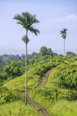 Turistler ve uzun palmiye ağacı campuhan ridge yürüyüş hemen dışında Ubud, Bali, Endonezya için yürüyüş yolu.