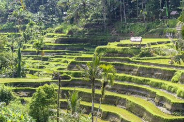 Ubud yakınlarındaki teraslarda Yeşil pirinç tarlaları, tropikal ada Bali, Endonezya. Doğa kavramı