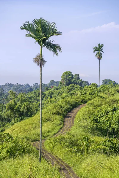 Wandelpad voor toeristen en hoog palmboom op de campuhan ridge wandeling net buiten Ubud, Bali, Indonesië. — Stockfoto