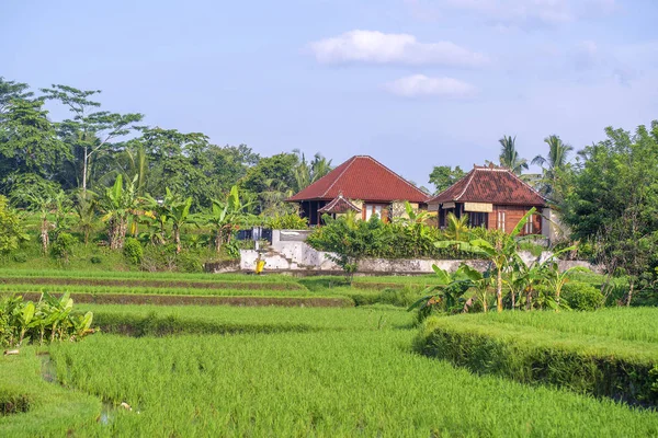 Пейзаж с рисовыми полями, домом и пальмой в солнечный день на острове Бали, Индонезия. Концепция природы и путешествия — стоковое фото