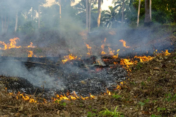 Bush fire in tropical forest in island Koh Phangan, Thailand, close up — Stock Photo, Image