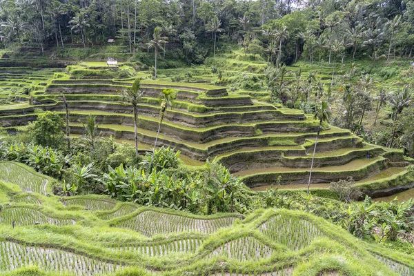 Πράσινα χωράφια ρυζιού σε βεράντες κοντά στο Ουμπούντ, το τροπικό νησί Μπαλί, την Ινδονησία. Έννοια της φύσης — Φωτογραφία Αρχείου