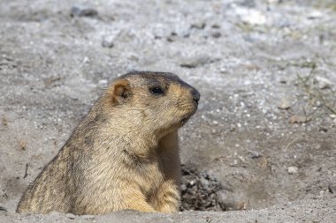Himalayas Dağı 'nda, Ladakh 'ta, Hindistan 'da bir yuva 'dan dışarı göz atmak komik Marmot. Doğa ve seyahat konsepti