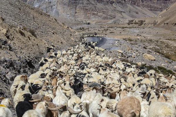 Capre e pecore che causano traffico nella montagna dell'Himalaya lungo l'autostrada Leh-Manali, Ladakh, Jammu e Kashmir, India — Foto Stock