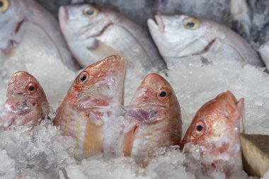 Sokak pazarında satmak için çiğ balık. Bodrum, Türkiye. Yakın çekim