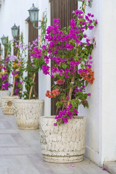 Macetas con flores decorativas brillantes cerca de la pared blanca en la ciudad de Bodrum, Turquía . — Foto de Stock