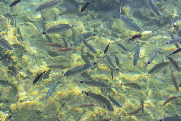 Pesci nell'acqua limpida, riflesso del sole, Mar Egeo, Bodrum, Turchia — Foto Stock