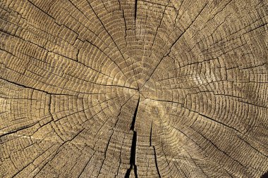 Çatlaklar ve yıllık halkalar ile son kesilmiş ahşap ağaç bölümü Closeup makro görünümü. Yıllık halkalı düz ahşap yüzey.