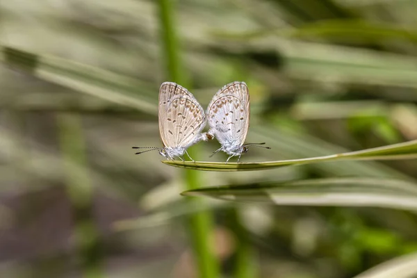 Un par de apareamiento de mariposa pequeña, encaramado en la punta de una planta verde, primer plano. Países Bajos — Foto de Stock