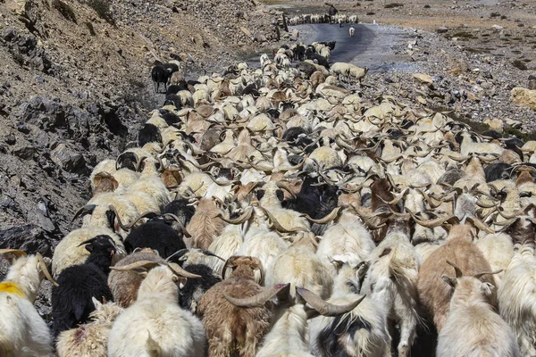 Keçi ler ve koyunlar Leh boyunca Himalayalar dağında Manali otoyolu, Ladakh, Jammu ve Keşmir bölgesi, Hindistan'a kadar trafiğe neden oluyorlar — Stok fotoğraf