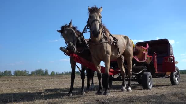 Vintage Chariot Met Twee Paarden Veld Tijdens Ethno Eco Festival — Stockvideo