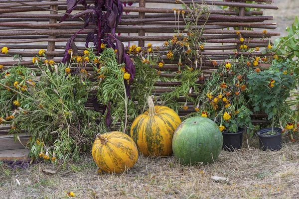 Orange rohe Kürbisse und gelbe Blumen in der Nähe von Weidenzaun, Ukraine, Nahaufnahme — Stockfoto