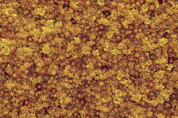 Flor amarela textura abstrata e fundo, close-up — Fotografia de Stock