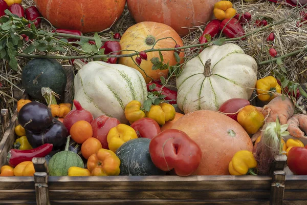 Herbstgemüse ernten, hautnah. Kürbisse, Tomaten, Melonen, Paprika, Auberginen und andere Herbstgemüse. Bio-Lebensmittel. Ernährungskonzept für den Herbst — Stockfoto