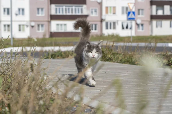 Domestic cat walking on the street, close up — Stock Photo, Image