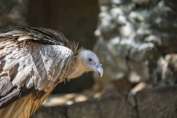Vulture portrait closeup. Vulture head. Vulture beak. Vulture with beautiful feather — Stock Photo, Image