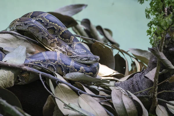 Pythonschlange in der Natur, aus nächster Nähe. Details einer indischen Python — Stockfoto