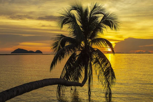Coconut palm tree silhouette at sunset on tropical beach near sea water, island Koh Phangan, Thailand — Stock Photo, Image